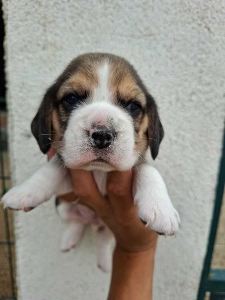 de la vallée du grand loup - Chiots disponibles - Beagle
