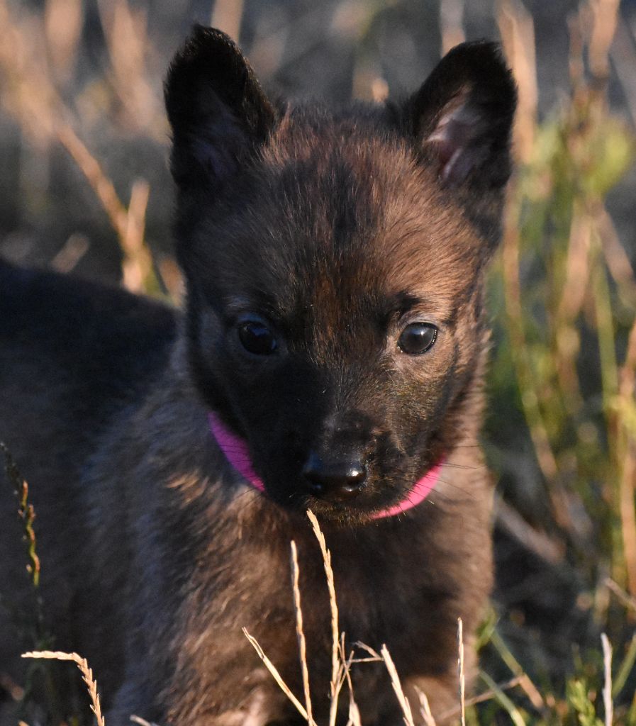 de la vallée du grand loup - Chiots disponibles - Berger Belge
