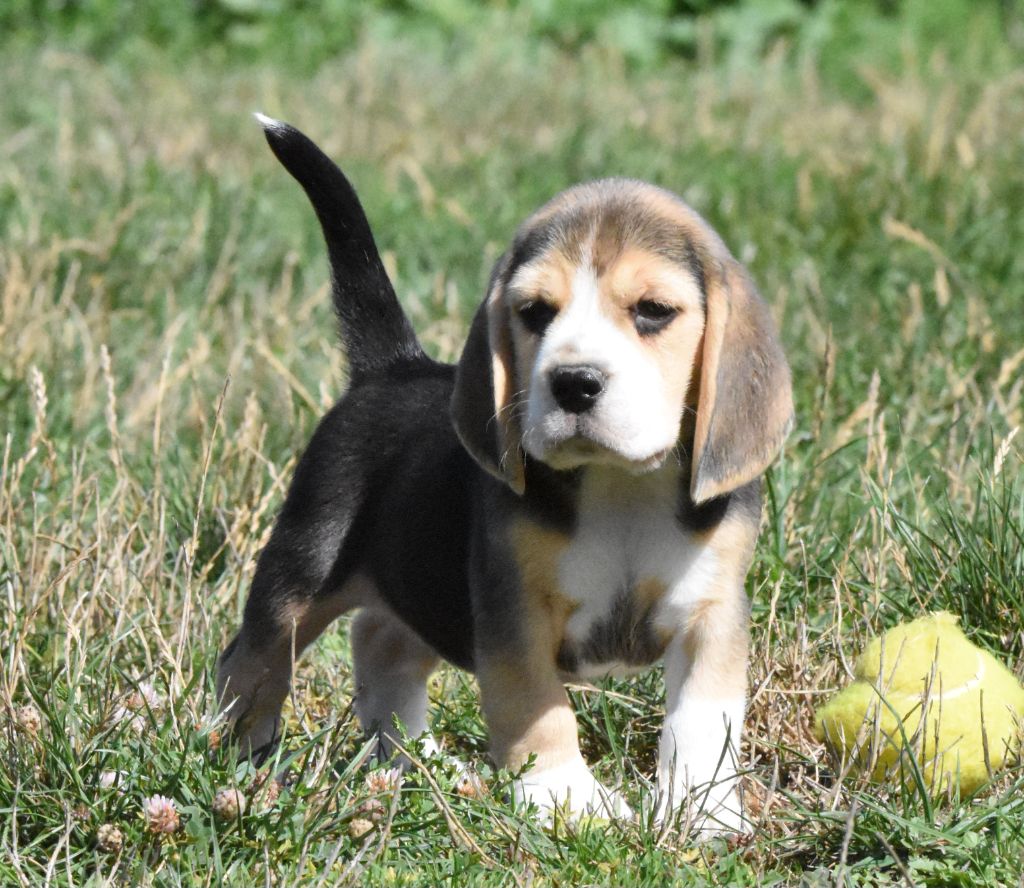 de la vallée du grand loup - Chiots disponibles - Beagle