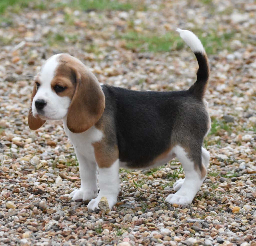 de la vallée du grand loup - Chiots disponibles - Beagle