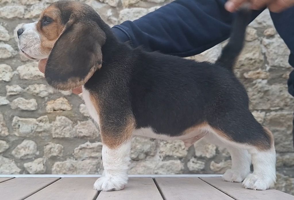 de la vallée du grand loup - Chiots disponibles - Beagle