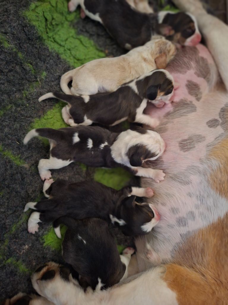 Chiot Beagle de la vallée du grand loup
