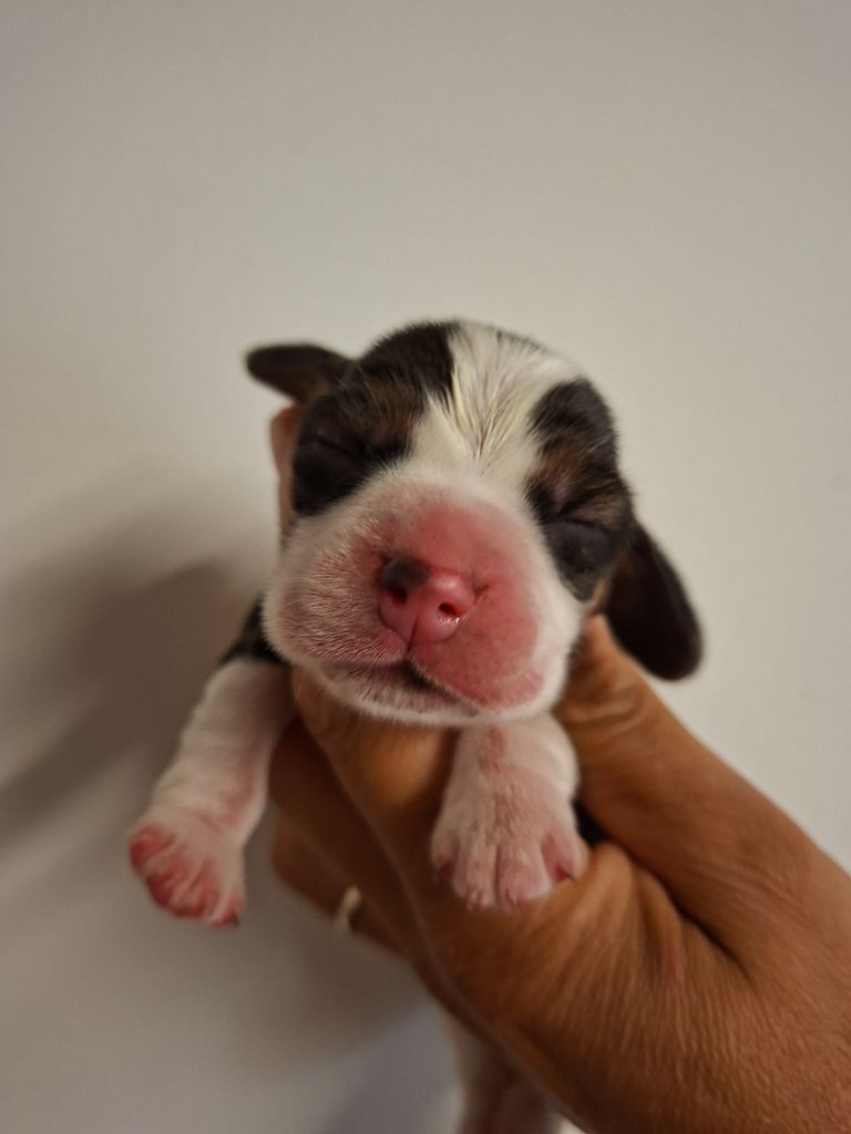 de la vallée du grand loup - Chiots disponibles - Beagle