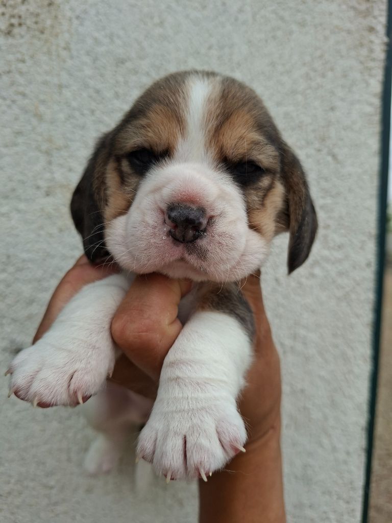 de la vallée du grand loup - Chiots disponibles - Beagle