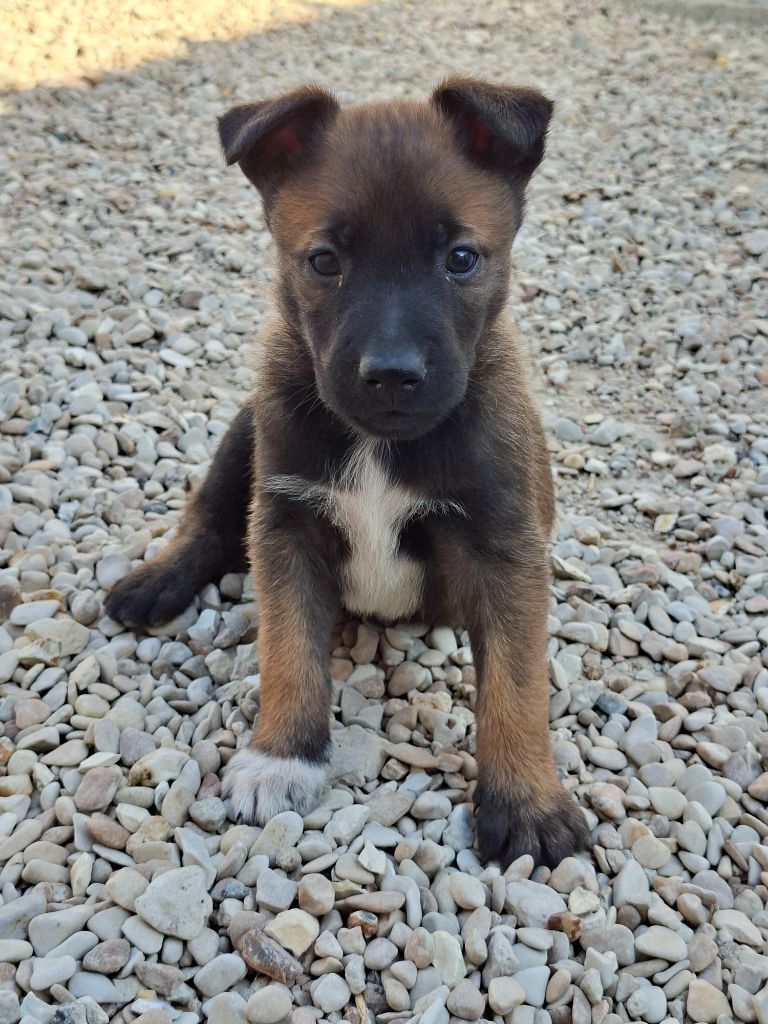 de la vallée du grand loup - Chiots disponibles - Berger Belge