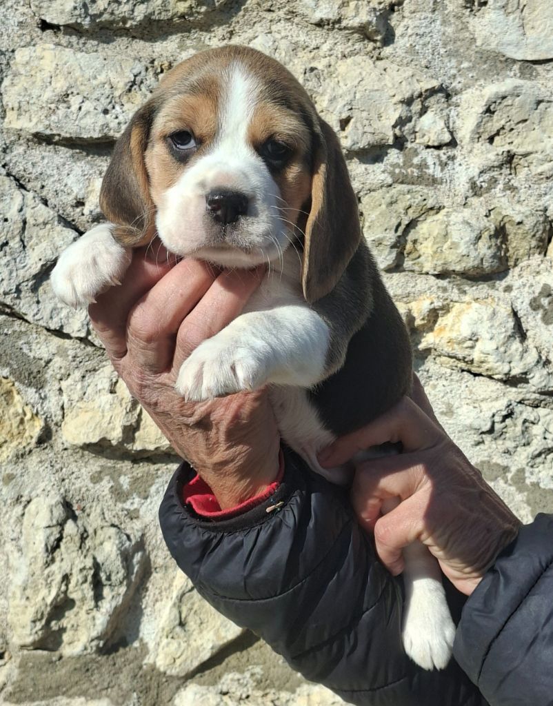 de la vallée du grand loup - Chiots disponibles - Beagle