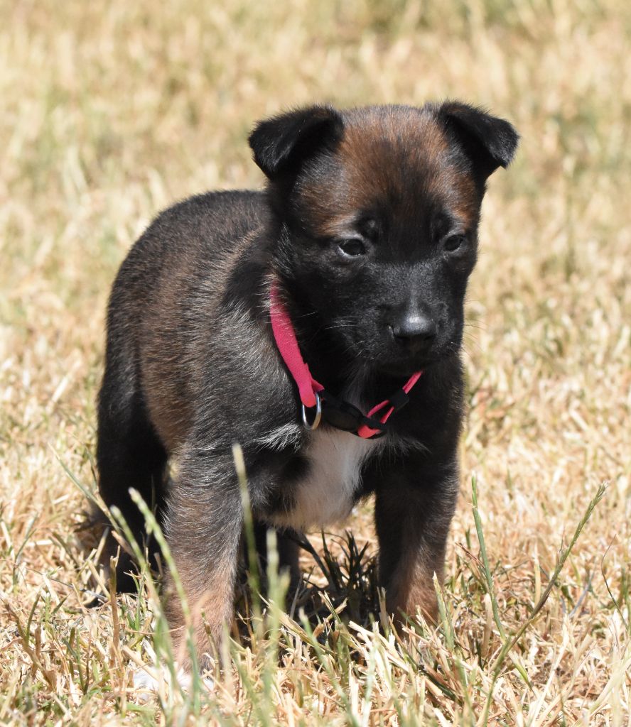 de la vallée du grand loup - Chiots disponibles - Berger Belge