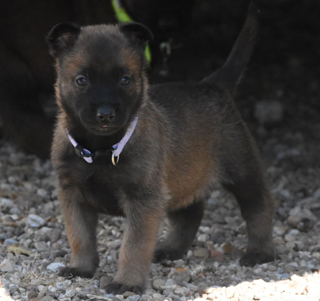 de la vallée du grand loup - Chiots disponibles - Berger Belge