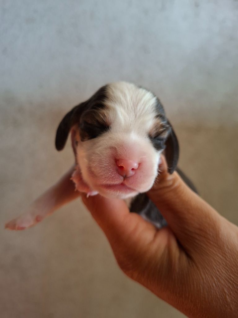 de la vallée du grand loup - Chiots disponibles - Beagle