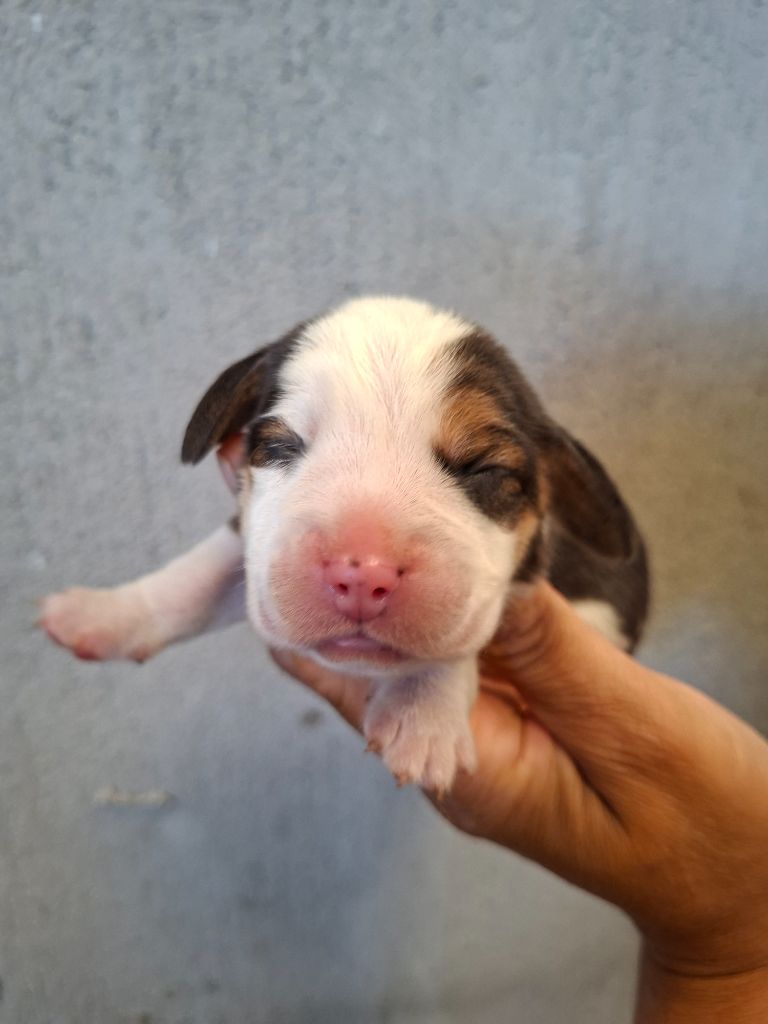 de la vallée du grand loup - Chiots disponibles - Beagle