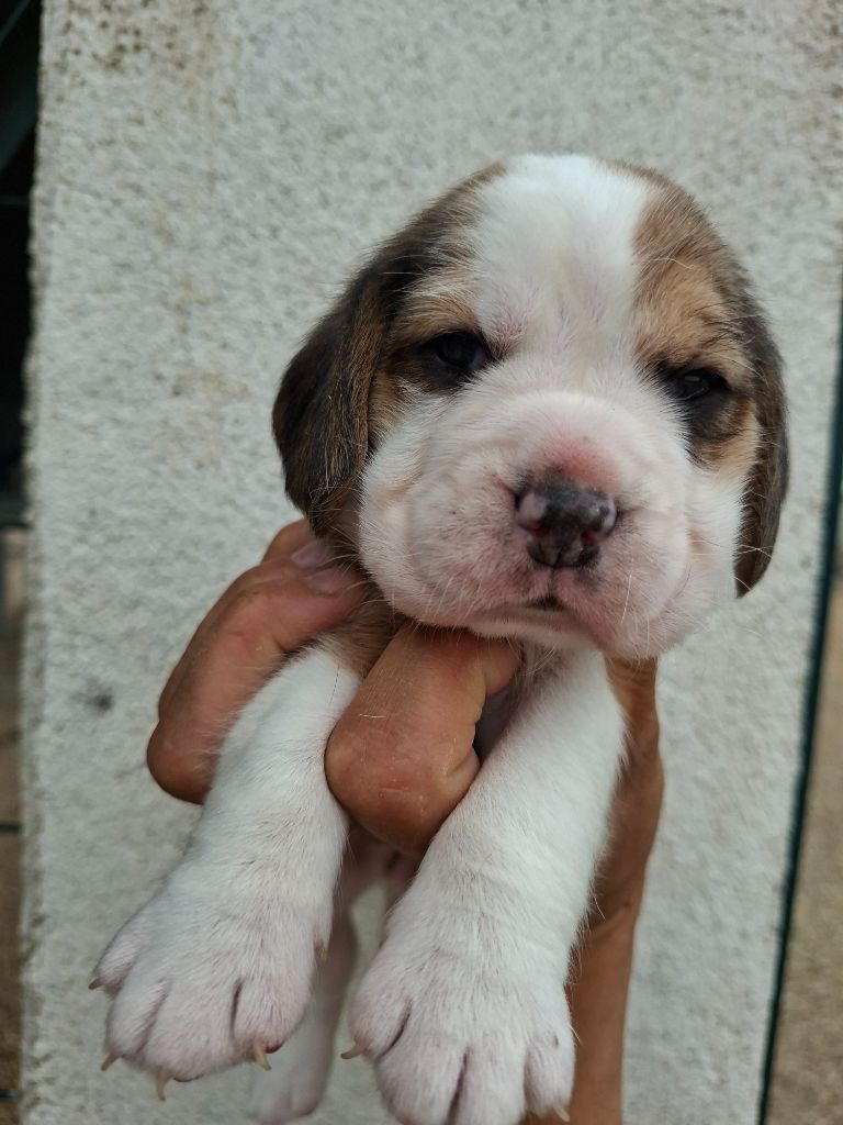 de la vallée du grand loup - Chiots disponibles - Beagle
