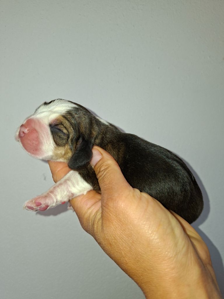 de la vallée du grand loup - Chiots disponibles - Beagle