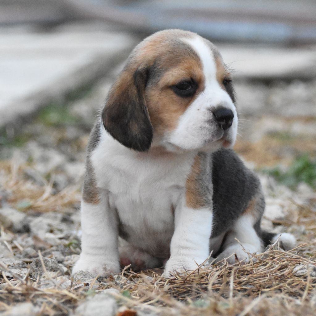 de la vallée du grand loup - Chiots disponibles - Beagle