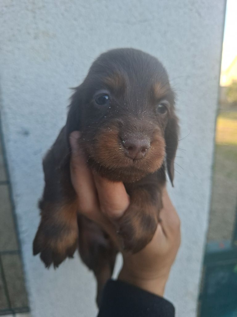 de la vallée du grand loup - Chiots disponibles - Teckel poil long
