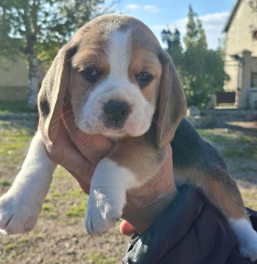 de la vallée du grand loup - Chiots disponibles - Beagle