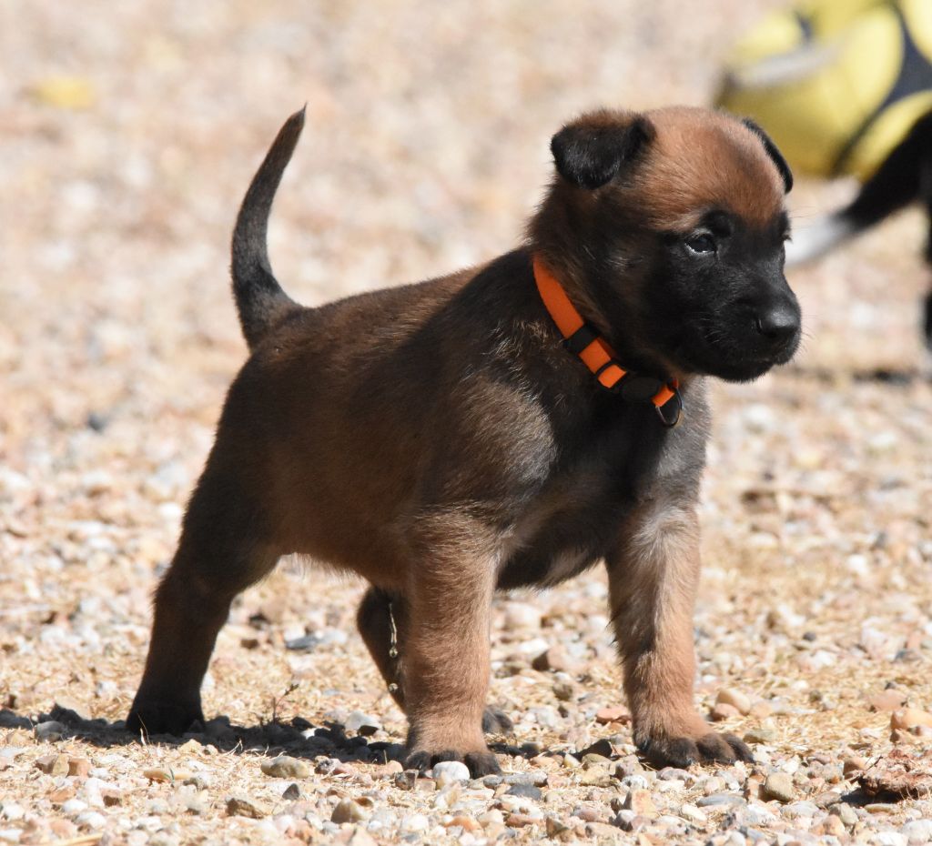 de la vallée du grand loup - Chiots disponibles - Berger Belge