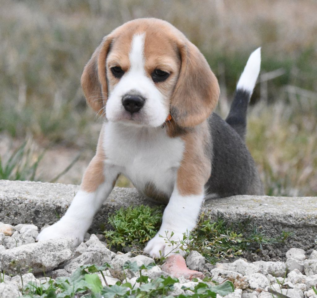 de la vallée du grand loup - Chiots disponibles - Beagle