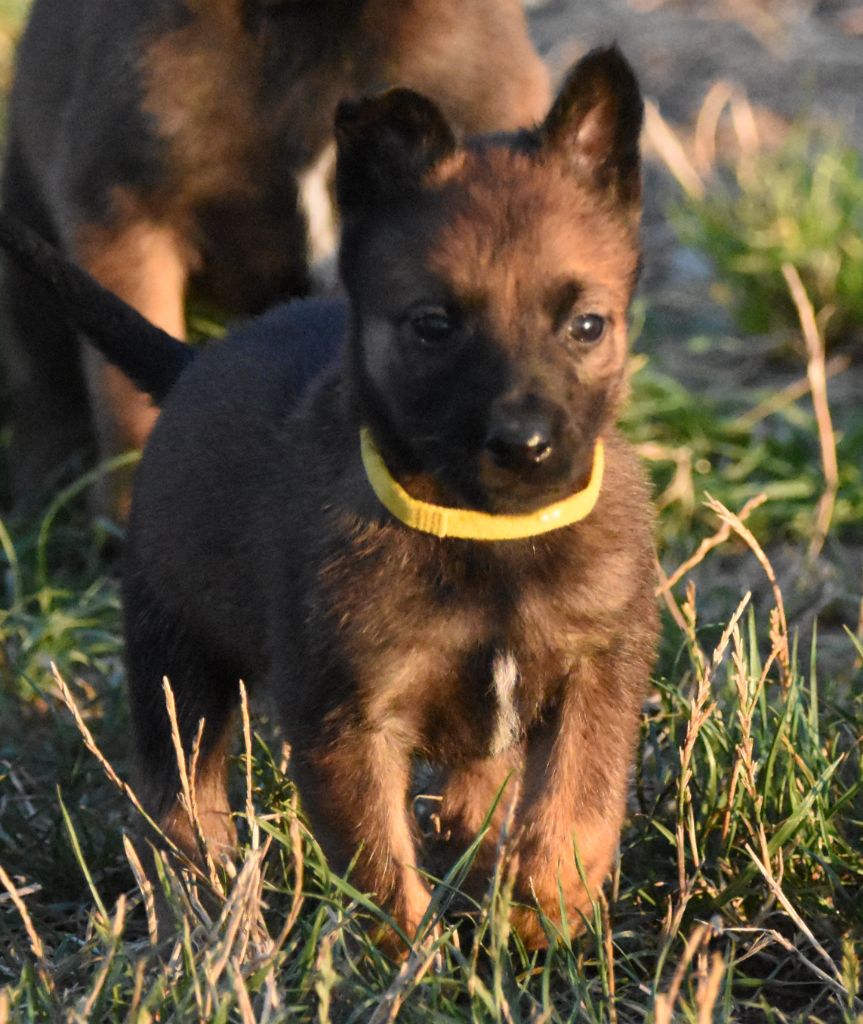 de la vallée du grand loup - Chiots disponibles - Berger Belge