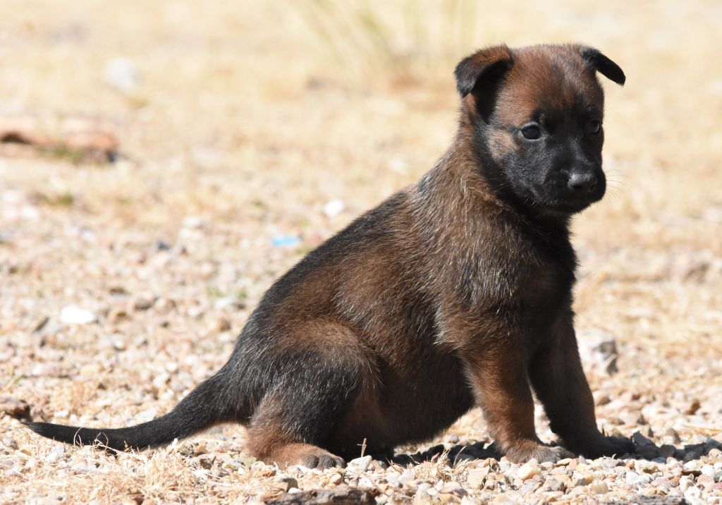 de la vallée du grand loup - Chiots disponibles - Berger Belge